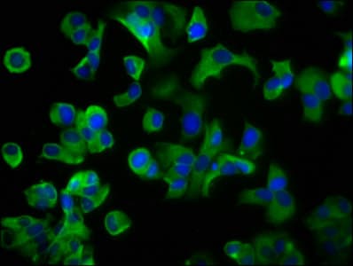 Polyclonal Rabbit anti-Human LRP2 / Megalin Antibody (IHC)