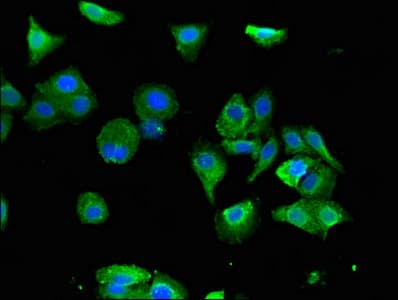 FXR1 Antibody