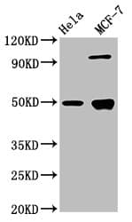 GFAP Antibody