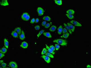 GFRA3 Antibody