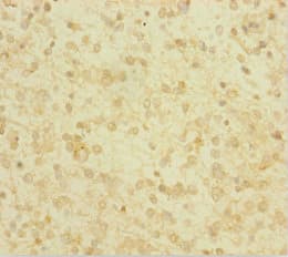 Polyclonal Rabbit anti-Human GLRX / Glutaredoxin Antibody (WB)