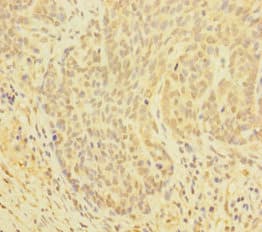 Polyclonal Rabbit anti-Human GLRX / Glutaredoxin Antibody (WB)