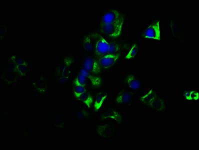GNG7 Antibody