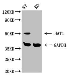 HAT1 Antibody
