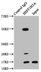HIST1H3A Antibody
