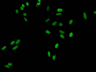 HIST1H3A Antibody