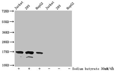 HIST1H3A Antibody