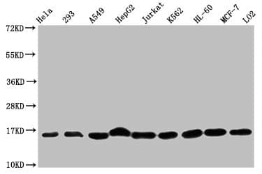 HIST1H3A Antibody