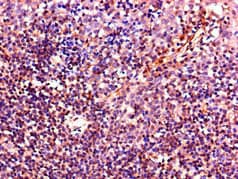 IL4 Antibody