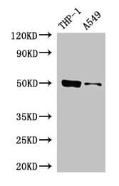 Polyclonal Rabbit anti-Human IRF3 Antibody (IHC, IF, WB)