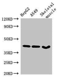 Polyclonal Rabbit anti-Human MAPK12 / ERK6 / SAPK3 Antibody (IHC, IF, WB)
