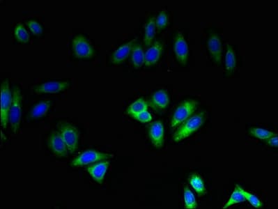 NOX4 Antibody