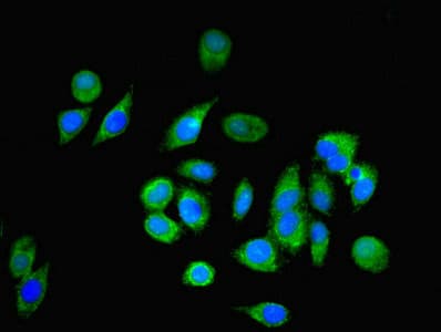 NPC2 Antibody
