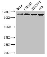 Polyclonal Rabbit anti-Human NUP107 Antibody (IHC, WB)
