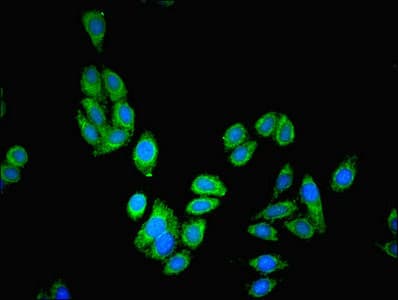 PAH Antibody