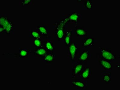 PHF10 Antibody