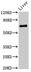 PRODH Antibody