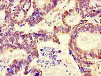 RFPL4B Antibody