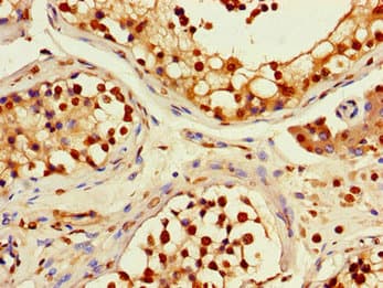 RFPL4B Antibody