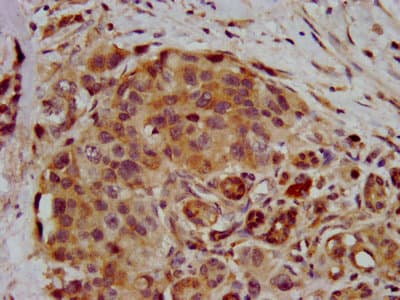 RNF39 Antibody