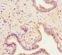 SCAMP2 Antibody