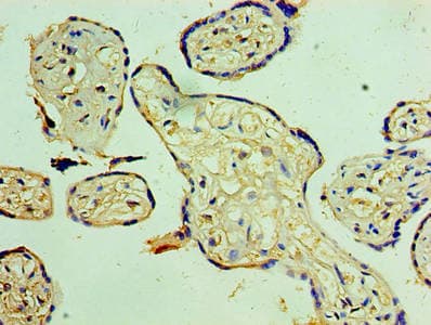 SOCS1 Antibody