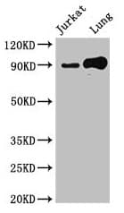 Polyclonal Rabbit anti-Human STAT5B Antibody (IHC, IF, WB)