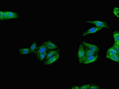 Polyclonal Rabbit anti-Human TANK Antibody (IHC, IF)