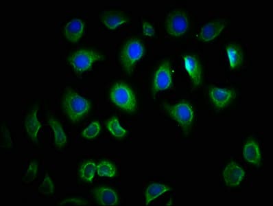 TLR6 Antibody