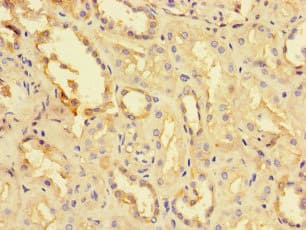 TPPP3 Antibody