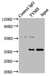 Polyclonal Rabbit anti-Human TS / Thymidylate Synthase Antibody (IF, WB)