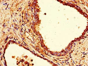 COPE Antibody