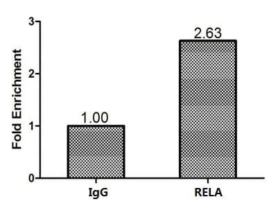 Polyclonal Rabbit anti-Human RELA / NFKB p65 Antibody
