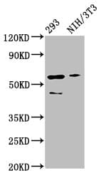 Polyclonal Rabbit anti-Human RELA / NFKB p65 Antibody