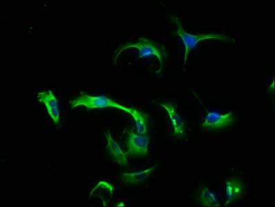 CNTF Antibody