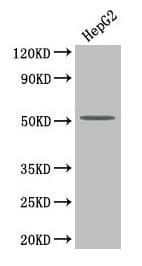 Polyclonal Rabbit anti-Human LP-PLA2 / PLA2G7 Antibody (WB)