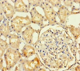 HSPA12B Antibody