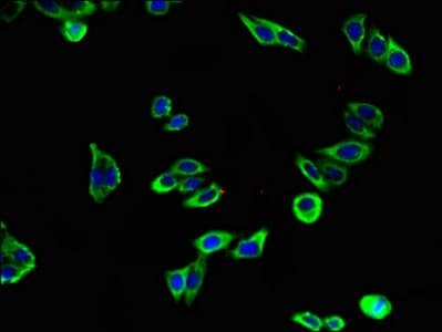 Polyclonal Rabbit anti-Human KL / Klotho Antibody (IHC, IF)