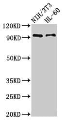 Polyclonal Rabbit anti-Human IL17RA Antibody
