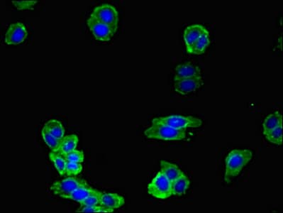 Polyclonal Rabbit anti-Human NOS1 / nNOS Antibody (IF, WB)