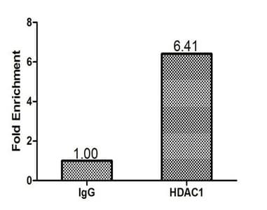 HDAC1 Antibody