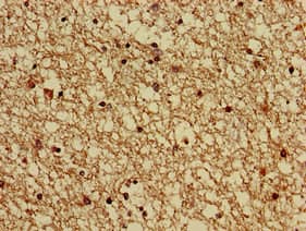 GNAS Antibody