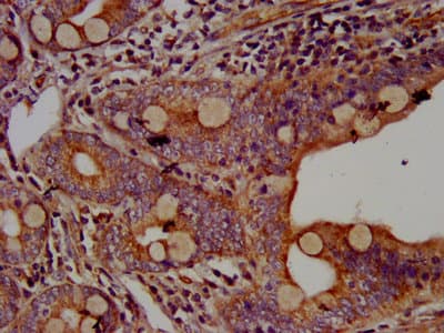 AHNAK Antibody