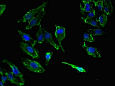 KIF14 Antibody