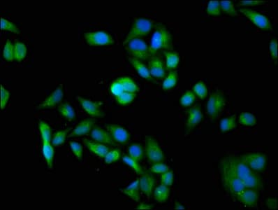 DDB1 Antibody