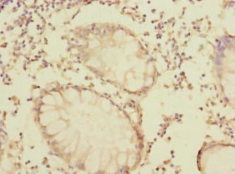 LRRC32 Antibody