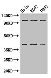 PSMD2 Antibody
