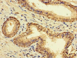 FAM135B Antibody