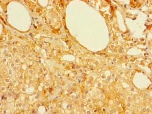 MFSD5 Antibody