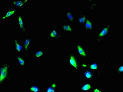MMD2 Antibody